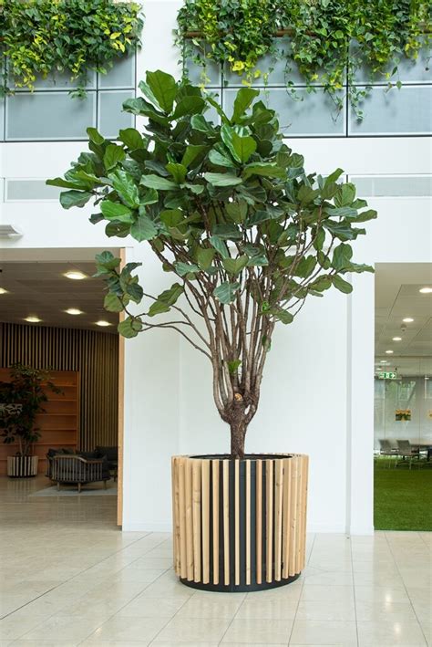 Indoor Trees Atrium Trees For Office And Commercial Interiors