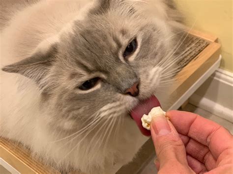 Can Cats Eat Popcorn Is Popcorn Safe For Cats To Eat Floppycats