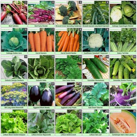 Heirloom Seeds Non Gmo Vegetable Seed Kit 50 Varieties