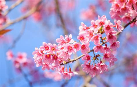 Wallpaper Branches Spring Sakura Flowering Pink Blossom Sakura