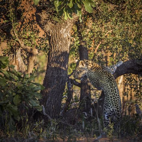 Leopard In Kruger National Park South Africa Stock Photo Image Of