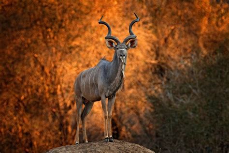 Greater Kudu Spiral Into Discovering The Majestic Horned Antelope