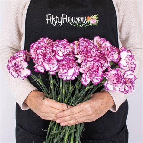 Buy Wholesale Fuchsia Nebula Carnation Flowers In Bulk Fiftyflowers
