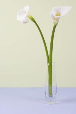 Therefore, it is advisable to shade the lower part of the plant, which will also make sure no foliage will be underwater when placing in a vase. How to Keep Cut Calla Lilies Fresh | Home Guides | SF Gate