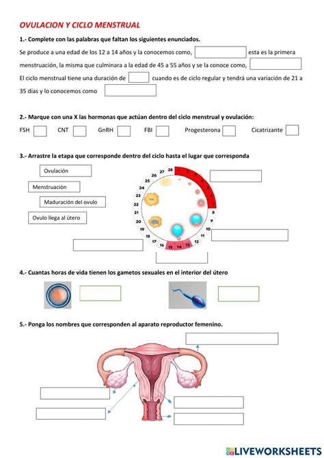 Ficha Online De Ciclo Menstrual Para Tercero BGU Puedes Hacer Los