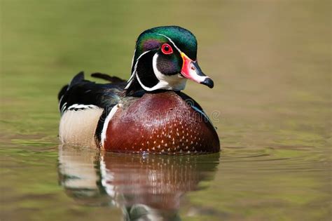 Wood Duck Aix Sponsa Stock Photo Image Of Canadian 182426960