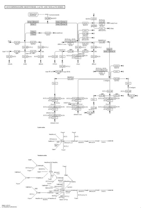 Kegg Pathway Map