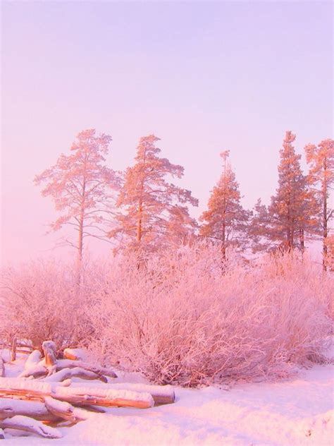 Free Download Light Pink Nature Wallpaper 1920x1200 30812 1920x1200
