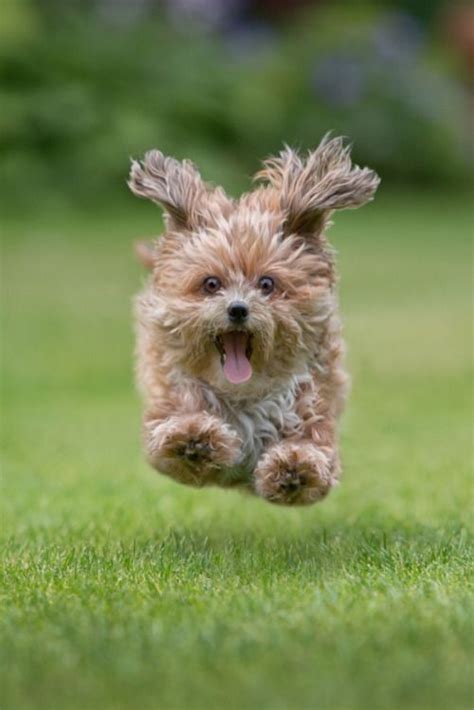 דפים שסומנו בלייק על ידי דף זה. 106 besten süße Tiere Bilder auf Pinterest ...