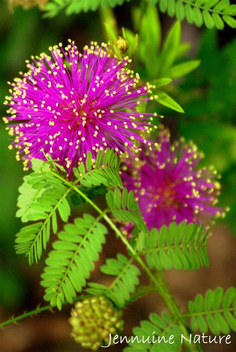 Purple Flowering Trees In Missouri