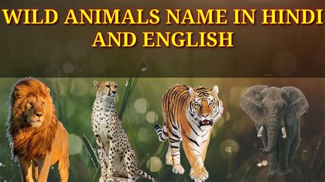 Wild Animals Names Hindi And English जंगली जानवरों के नाम Youtube