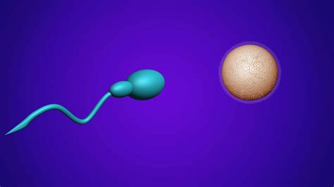 Animation Sperm Fertile Human Egg Stock Motion Graphics Sbv 310026149