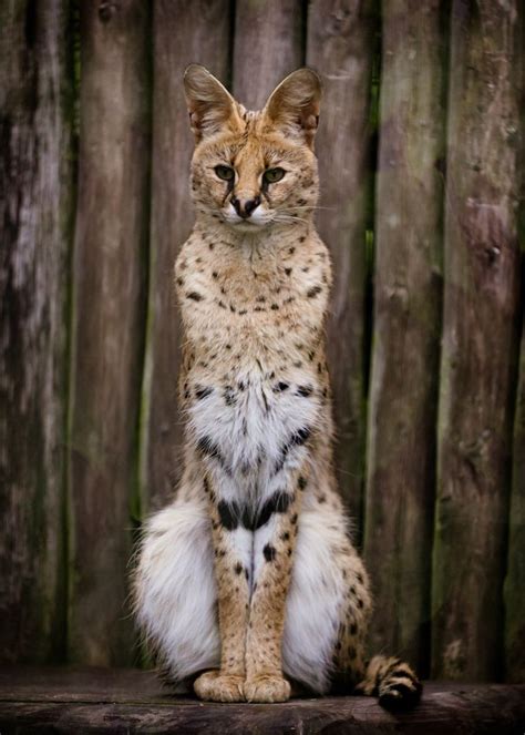 The Serval Cat Known In Africa As The Tierboskat Tiger Forest Cat