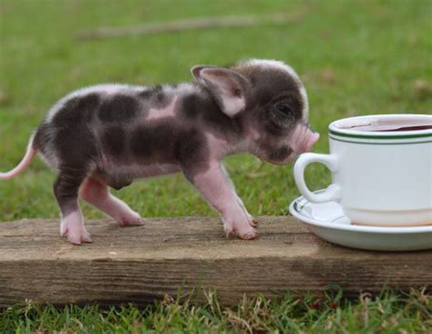 mini pigs - Pigs Photo (1074106) - Fanpop
