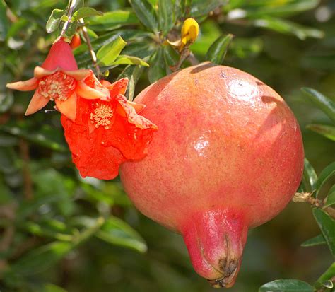 Filepomegranate Flower And Fruit Wikimedia Commons