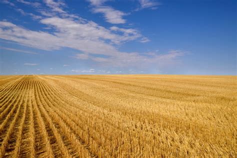 Watch The Grain Markets This Fall Grainews
