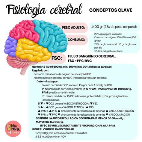 Fisiología Cerebral Udocz