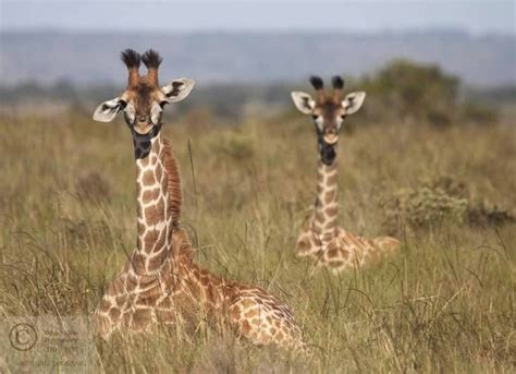 12 Adorable Baby Animals In South Africa Africa Geographic