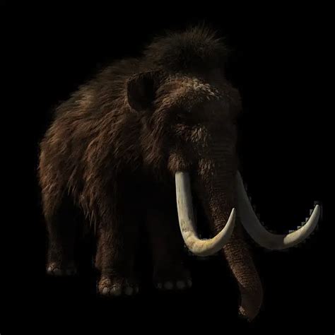 Woolly Mammoth Facts Woolly Mammoth Habitat And Diet Woolly Mammoth
