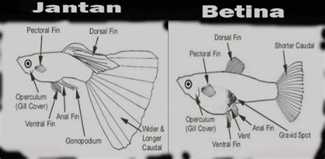 Klasifikasi Dan Morfologi Ikan Guppy Potal Ikan