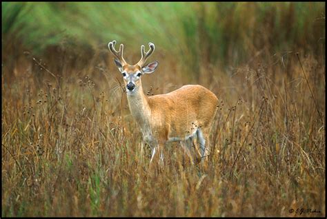 White Tailed Deer Page