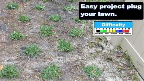 Install St Augustine Grass Plugs St Day Plug Your Lawn With Sod Plugs Youtube