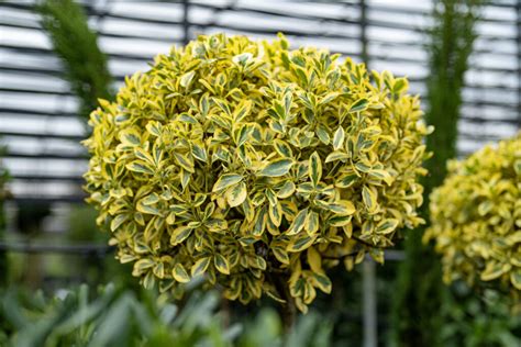 Euonymus Japonicus Bravo Architectural Plants