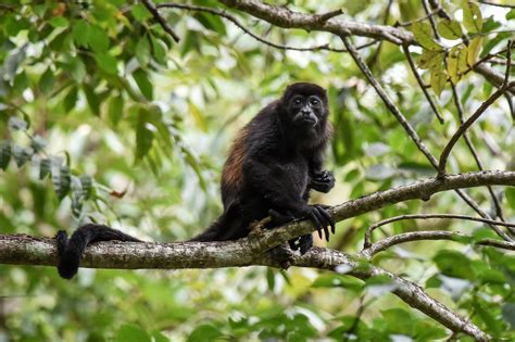 Mono Aullador En Peligro De Extinción Es Declarado “monumento Natural