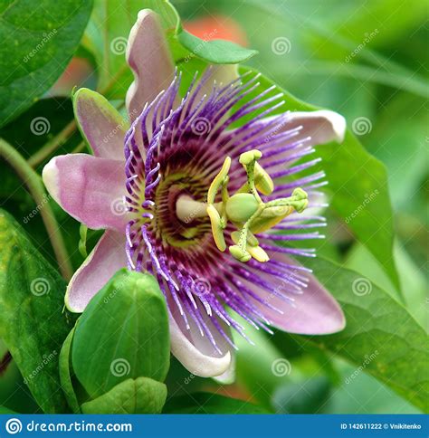 Blue Passion Flower Stock Photo Image Of Nature Bloom 142611222