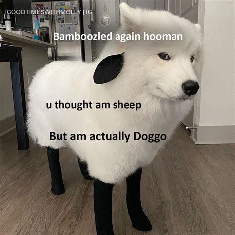 Bamboozled Has Your Doggo Infinite Doggo Memes