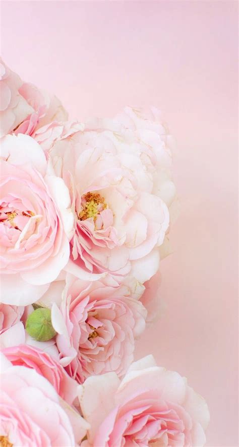 Wallpaper Iphone Beautiful Flowers ⚪️ Pink Flowers