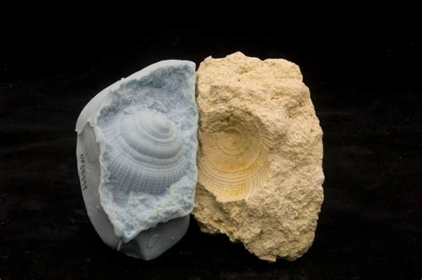Phantom Fossils Ancient Impressions Of Marine Organisms Research News