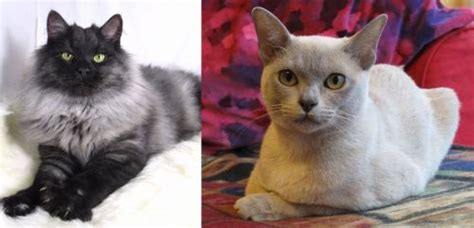 Smoke Vs European Burmese Breed Comparison Mycatbreeds