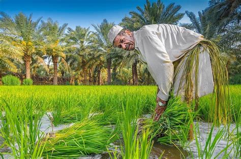 Photos This Saudi Rice Is Worlds Most Expensive Al Arabiya English