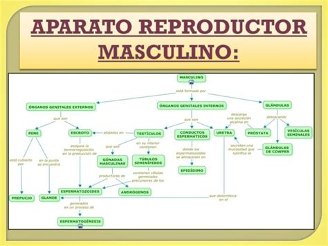 Mapa Conceptual De La Anatomia Del Aparato Reproductor Kulturaupice