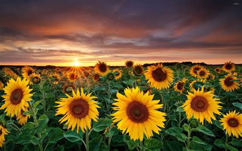 Sunflower Fields With A Beautiful Sun Setting In The