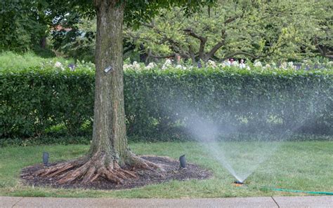 How And When To Water The Morton Arboretum