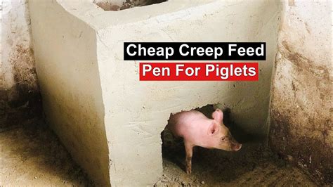 Constructing A Cheap Creep Feed Pen For Piglets Youtube