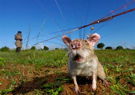 Giant African Rat Saves Lives Detecting Landmines ⋆