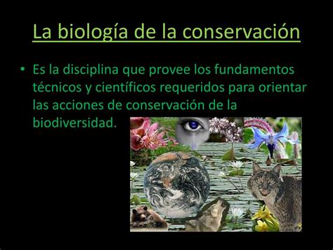 Ppt La Biología De La Conservación Powerpoint Presentation Free