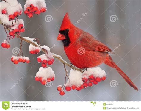 Winter Northern Cardinal Northern Cardinal Cardinal Stock