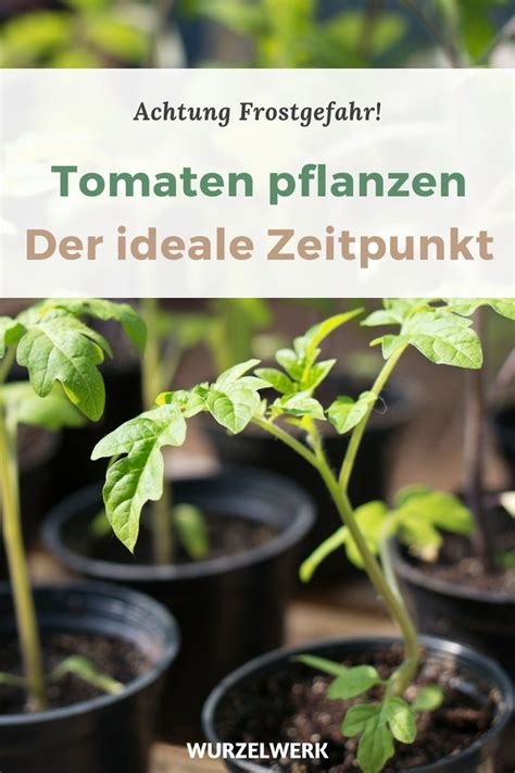 Die beste Art, Tomaten zu pflanzen - im Freiland & Gewächshaus