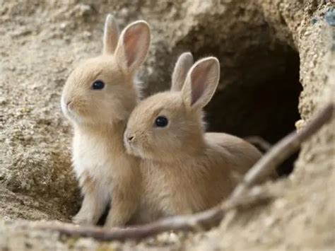 Whys And Hows Of Rabbit Burrows Here Bunny