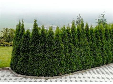 Arborvitae Emerald Green Is A Fast Growing Evergreen That Is Used As A