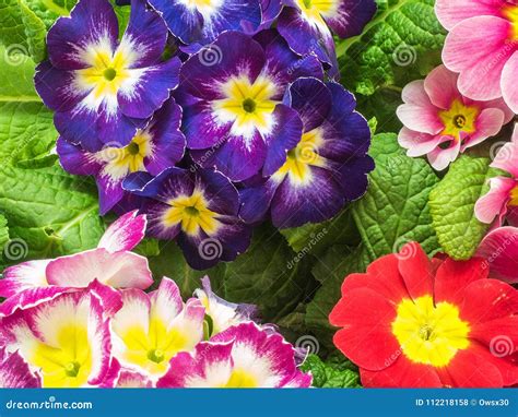Bright Primula Vulgaris Primroses Early Spring Flowers Stock Photo