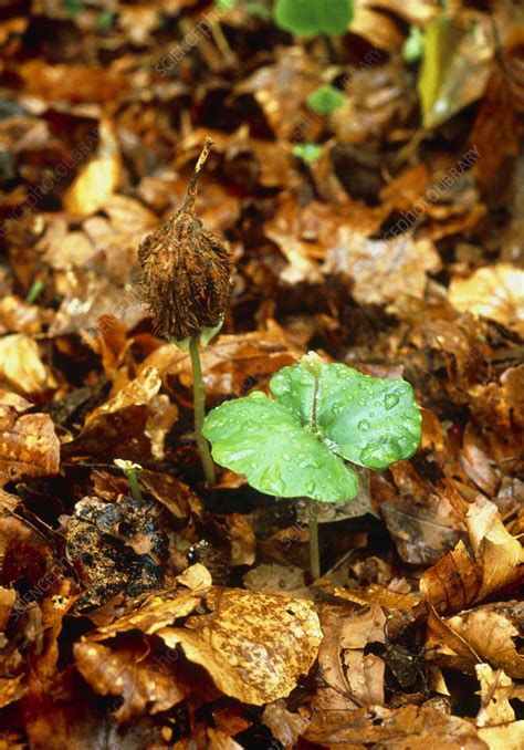 Beech Seedling Stock Image B7870334 Science Photo Library
