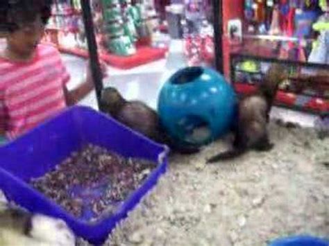 Not redeemable for cash, consumer pays any sales tax and/or applicable shipping fees. ferrets at PETCO - YouTube