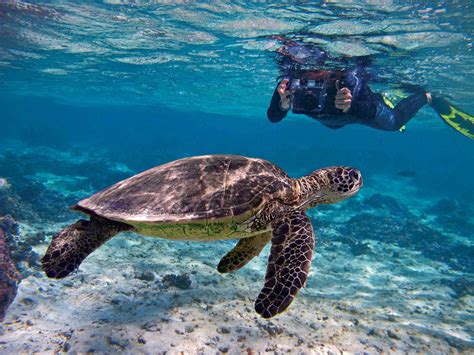 Picture Perfect Photography For Turtle Monitoring — The State Of The