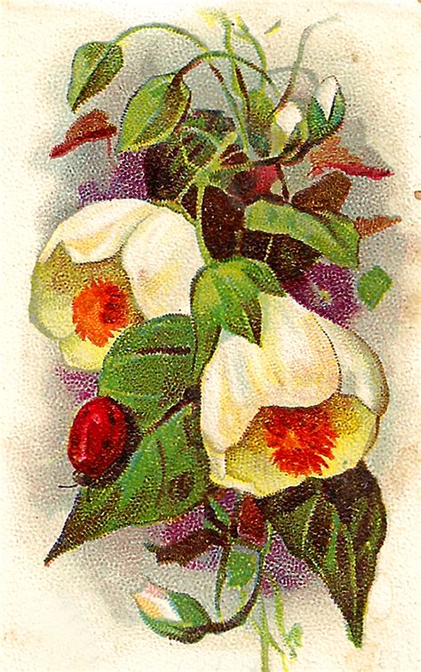 Antique Images Free Antique Old Trade Card Flower Artwork Digital