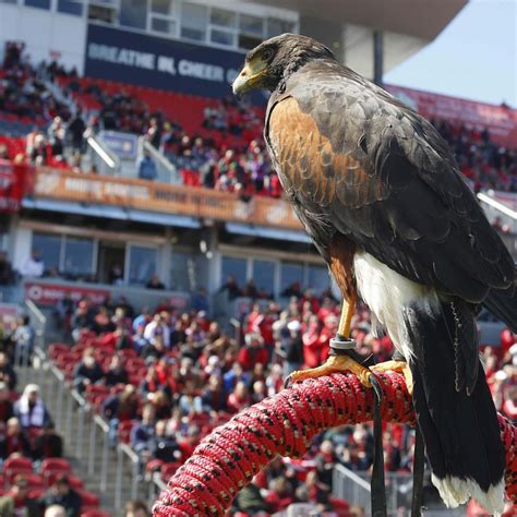 Meet 'Bitchy the Hawk,' Toronto FC Mascot Who Scares off Seagulls